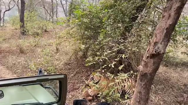 Tiger attacks and kills a dog in ranthambore Tiger attacks and kills a dog in ranthambore