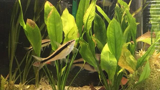 Amazon aquarium - fantastic relax to the sounds of natural 90 gallons aquarium no music Amazon aquarium - fantastic relax to the sounds of natural 90 gallons aquarium no music