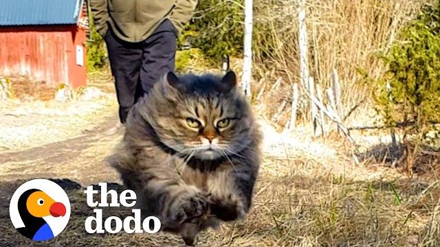 Fluffy cat runs as fast as a cheetah and beats her dad in every race | the dodo cat crazy Fluffy cat runs as fast as a cheetah and beats her dad in every race | the dodo cat crazy
