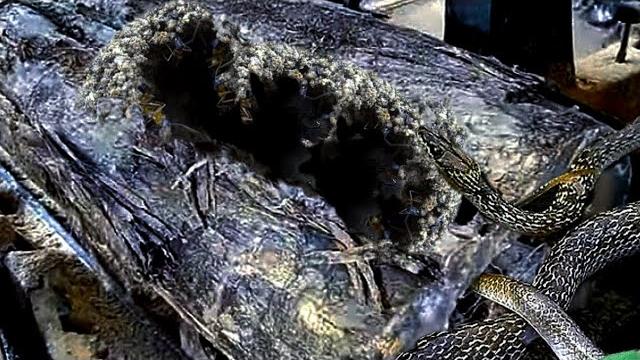 Hollow wood infested with venomous snakes in a sawmill Hollow wood infested with venomous snakes in a sawmill