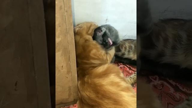 #detik detik kucing marah ke musang#shorts #detik detik kucing marah ke musang#shorts