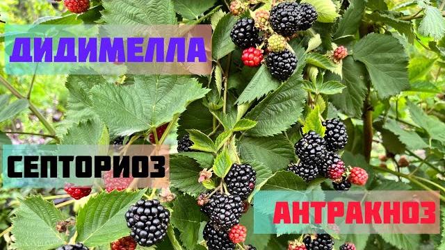 Дидимелла и антракноз. две болезни - одна обработка. Дидимелла и антракноз. две болезни - одна обработка.