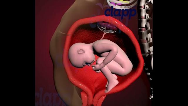 Amazing struggles of baby inside the womb (3d animation) Amazing struggles of baby inside the womb (3d animation)