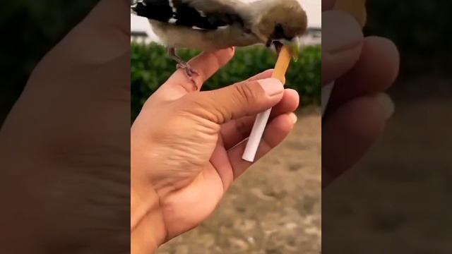 Такого от птиц вы точно не ожидали! Такого от птиц вы точно не ожидали!