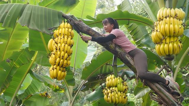 Harvest big bananas go to market sell, buy ducklings to raise | anh free bushcraft Harvest big bananas go to market sell, buy ducklings to raise | anh free bushcraft