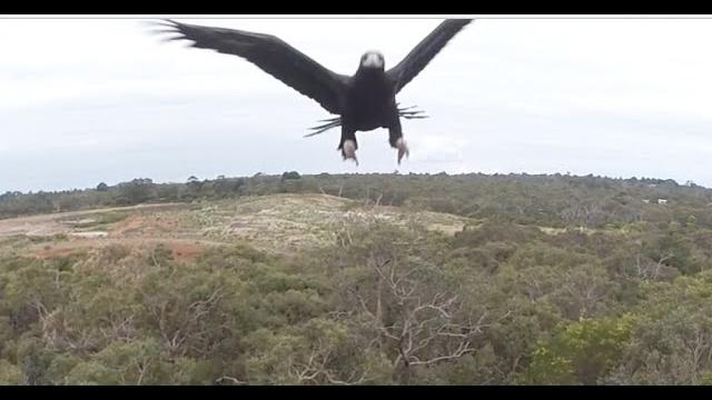 Eagle vs drone - 2m wedge-tailed eagle takes down drone. watch it punch it out of the sky Eagle vs drone - 2m wedge-tailed eagle takes down drone. watch it punch it out of the sky