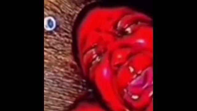 Dildo Dildo