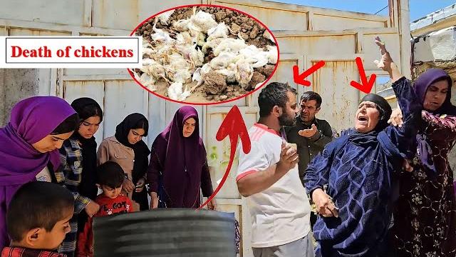 Fierce fight over the death of chickens Fierce fight over the death of chickens