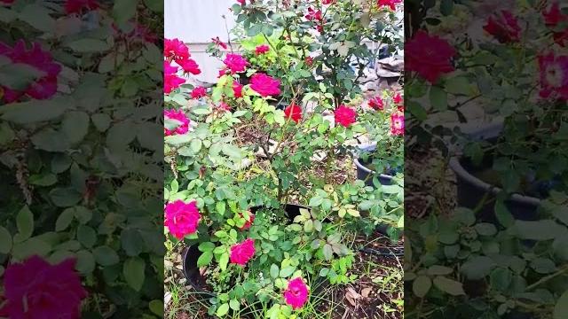 Roses Roses
