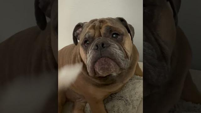 Life as a dog mom #bulldog #dogmom #bulldogcommunity Life as a dog mom #bulldog #dogmom #bulldogcommunity