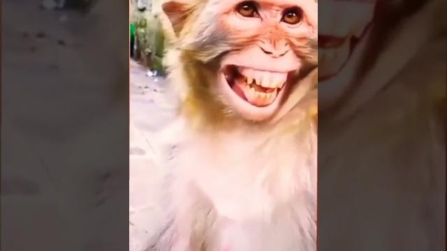 Cute bandar #instagram #tiktok #status #funny #facebook #foryou Cute bandar #instagram #tiktok #status #funny #facebook #foryou