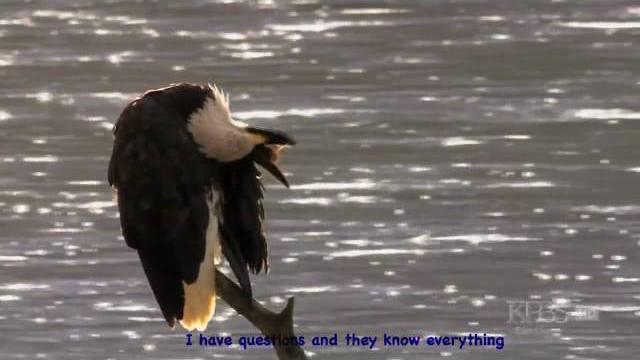Abba - eagle Abba - eagle
