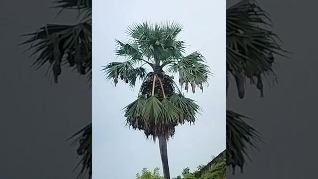 Tal gach babui pakhir basha #shortvideo #trending #youtubeshorts #status #shortsfeed #baul Tal gach babui pakhir basha #shortvideo #trending #youtubeshorts #status #shortsfeed #baul