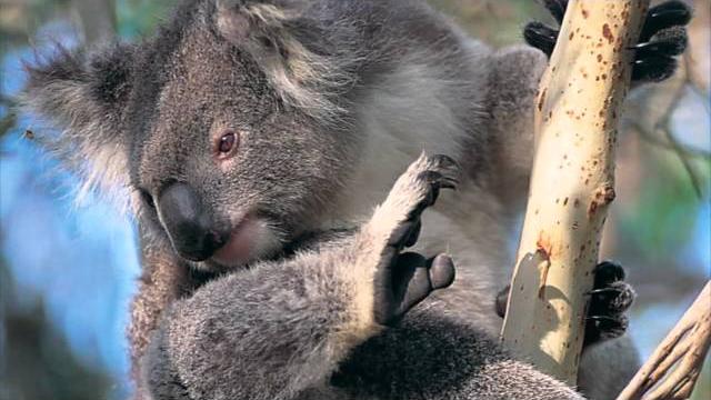 Kolah the koala Kolah the koala
