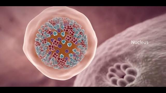 Covid-19 animation: what happens if you get coronavirus? Covid-19 animation: what happens if you get coronavirus?