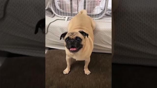 Dog farts into fan prank Dog farts into fan prank
