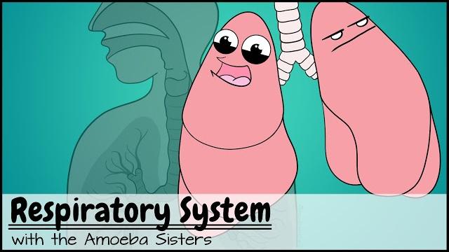Respiratory system Respiratory system