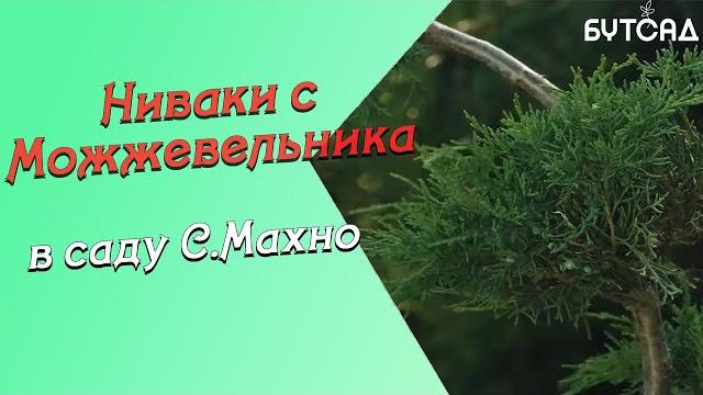 Ниваки с можжевельника в саду с.махно часть 2 Ниваки с можжевельника в саду с.махно часть 2