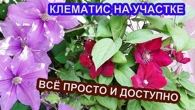 Клематис - это просто / азы ухода Клематис - это просто / азы ухода