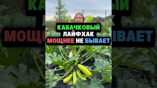 Кабачковый лайфхак мощнее не бывает Кабачковый лайфхак мощнее не бывает