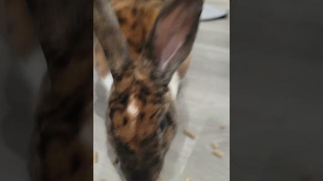 Don't boop the bunny #bunnies #cute Don't boop the bunny #bunnies #cute