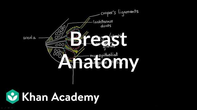 Breast anatomy Breast anatomy