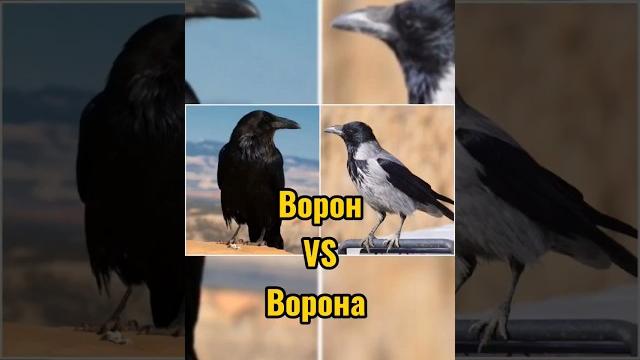 Ворон vs ворона Ворон vs ворона
