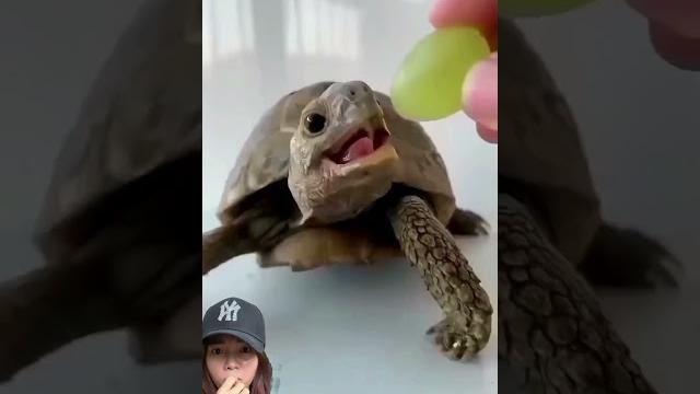 Hewan kecil vs besar ⁉️ #animals #turtle #funny Hewan kecil vs besar ⁉️ #animals #turtle #funny