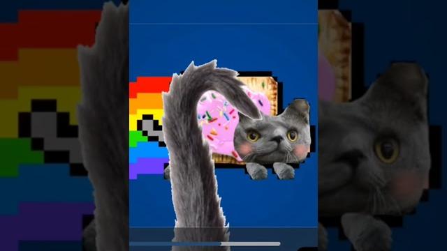 #cat #music #cute nyan cat in real life #cat #music #cute nyan cat in real life