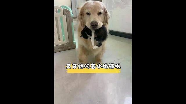 在狗狗眼里 猫咪真成了香饽饽喽#尽兴买出生活高光 #又好又便宜#网易严选猫粮 在狗狗眼里 猫咪真成了香饽饽喽#尽兴买出生活高光 #又好又便宜#网易严选猫粮