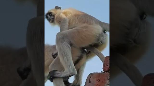 Animal sex reaction #shorts #viral Animal sex reaction #shorts #viral