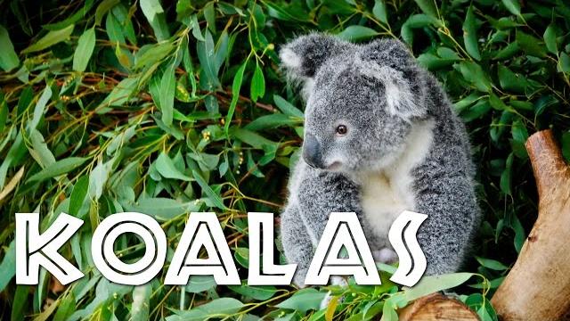 All about koalas for kids: koalas for children - freeschool All about koalas for kids: koalas for children - freeschool