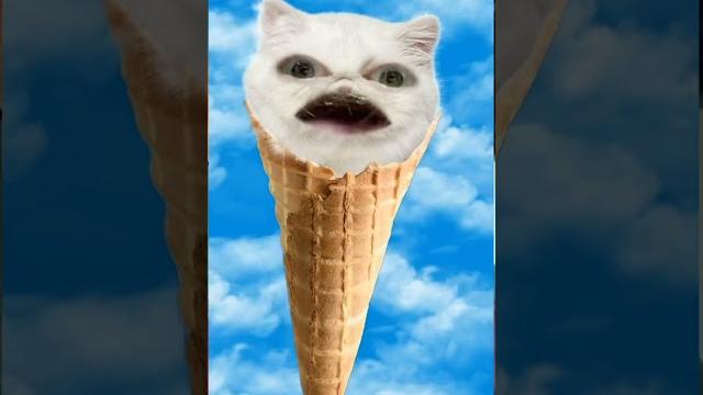 Meow meow meow Meow meow meow