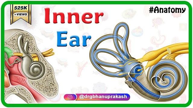 Inner ear anatomy animation : cochlear component, vestibular component, semi-circular component Inner ear anatomy animation : cochlear component, vestibular component, semi-circular component