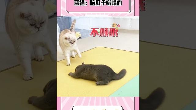 蓝猫:脑瓜子嗡嗡的 蓝猫:脑瓜子嗡嗡的