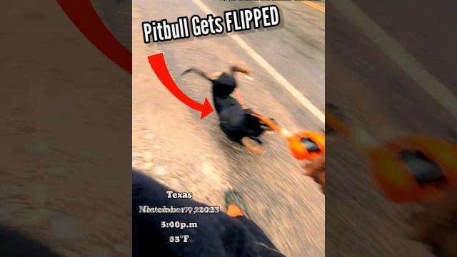I got attacked by pitbulls! #shorts #fishing #pitbull I got attacked by pitbulls! #shorts #fishing #pitbull