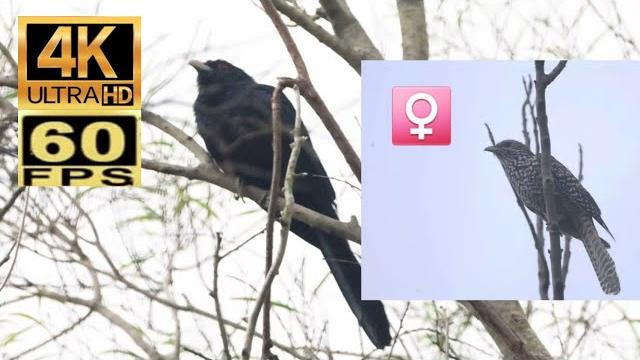 香港雀鳥:噪鵑 birds of hong kong asian koel オニカッコウの鳴き声 香港雀鳥:噪鵑 birds of hong kong asian koel オニカッコウの鳴き声
