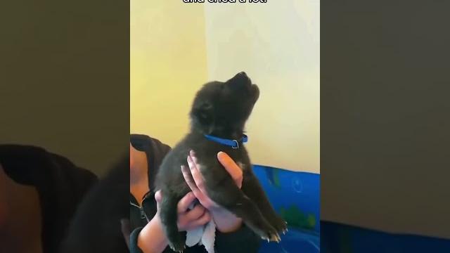 This family rescued a lost black wolf and then adopted it This family rescued a lost black wolf and then adopted it