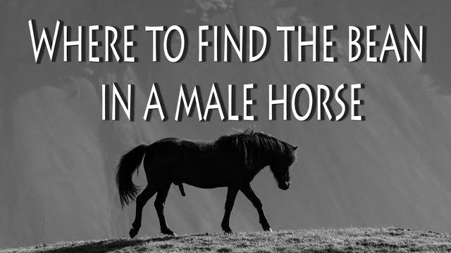 How to remove a penis bean in a male horse How to remove a penis bean in a male horse