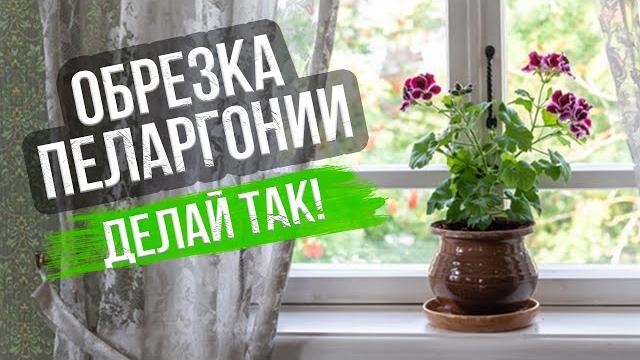 Обрезка пеларгонии весной. обрезаем, не жалея! Обрезка пеларгонии весной. обрезаем, не жалея!