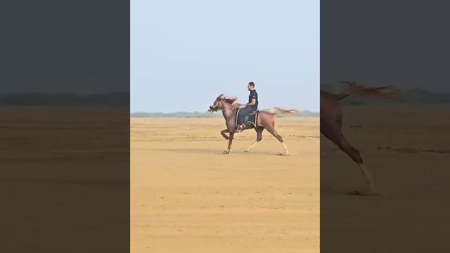 Aalishaan horse ws7 stud farm | #navsarihorserace2024#navsarihorserace#ws7studfarmhorserace Aalishaan horse ws7 stud farm | #navsarihorserace2024#navsarihorserace#ws7studfarmhorserace