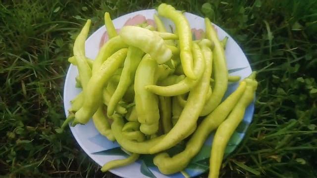 Безумно вкусный маринованный перец цицак! Безумно вкусный маринованный перец цицак!