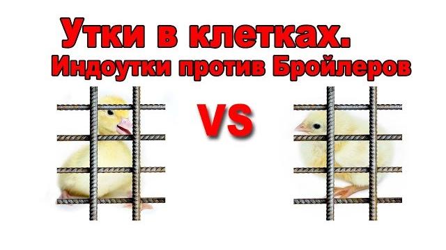 Утки в клетках. индоутки против бройлеров Утки в клетках. индоутки против бройлеров