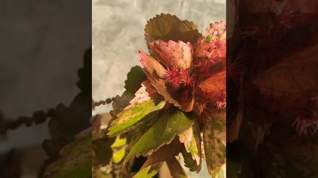 Acalypha plant started blooming Acalypha plant started blooming