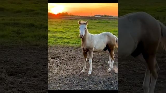 The most amazing , #cowboy , #horse, #horseboy The most amazing , #cowboy , #horse, #horseboy
