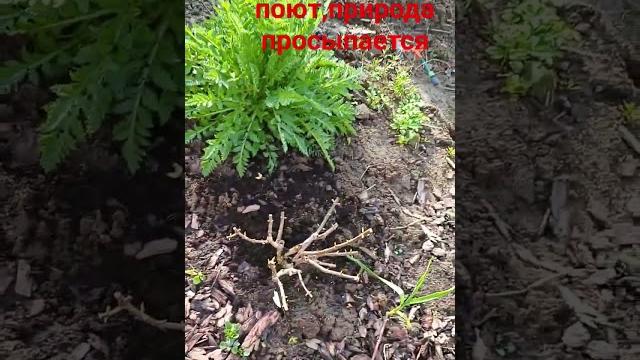Весна Весна