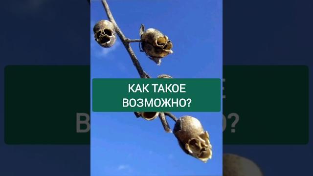 Черепа на ветке #травничество #лайфаки #рецепты #наука #shorts #биология #ботаника #садоводство Черепа на ветке #травничество #лайфаки #рецепты #наука #shorts #биология #ботаника #садоводство