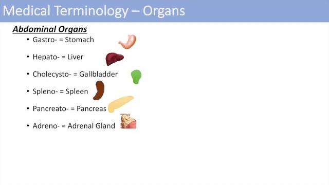 Medical terminology - the basics - lesson 1 Medical terminology - the basics - lesson 1