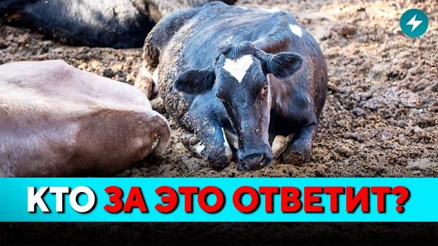 Громкое дело! уголовка на ферме: что сделали с животными? мозырь бьёт тревогу // новости беларуси Громкое дело! уголовка на ферме: что сделали с животными? мозырь бьёт тревогу // новости беларуси