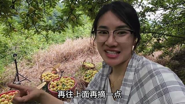 几天不去山里 今天一看李子熟红满树 小月边摘边吃的饱饱的 根本停不下来 是夏天该有的样子 几天不去山里 今天一看李子熟红满树 小月边摘边吃的饱饱的 根本停不下来 是夏天该有的样子